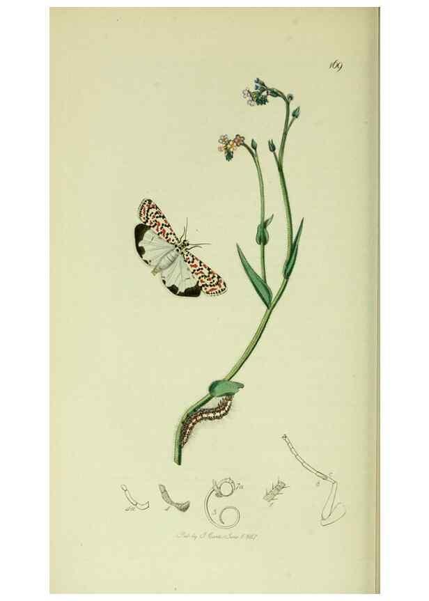 Reproducción/Reproduction 49640707741: British entomology :. London,Printed for the author,1823-1840 [i.e. 1840].. 