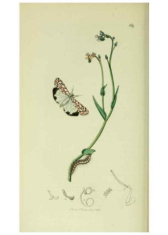 Reproducción/Reproduction 49640707741: British entomology :. London,Printed for the author,1823-1840 [i.e. 1840].. 