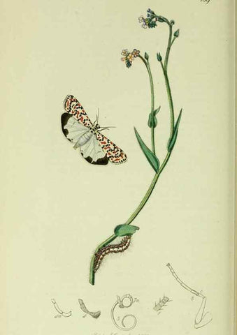 Reproducción/Reproduction 49640707741: British entomology :. London,Printed for the author,1823-1840 [i.e. 1840].. 