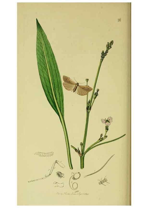 Reproducción/Reproduction 49640708071: British entomology :. London,Printed for the author,1823-1840 [i.e. 1840].. 