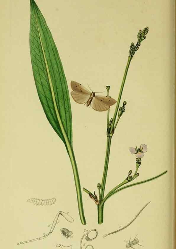 Reproducción/Reproduction 49640708071: British entomology :. London,Printed for the author,1823-1840 [i.e. 1840].. 
