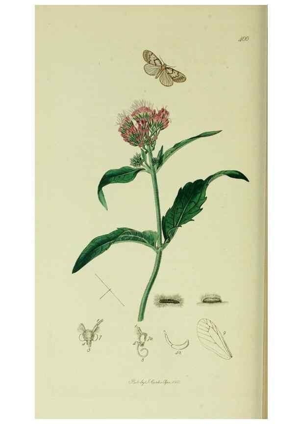 Reproducción/Reproduction 49640185603: British entomology :. London,Printed for the author,1823-1840 [i.e. 1840].. 
