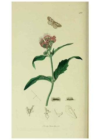 Reproducción/Reproduction 49640185603: British entomology :. London,Printed for the author,1823-1840 [i.e. 1840].. 