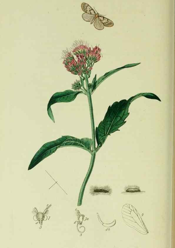 Reproducción/Reproduction 49640185603: British entomology :. London,Printed for the author,1823-1840 [i.e. 1840].. 