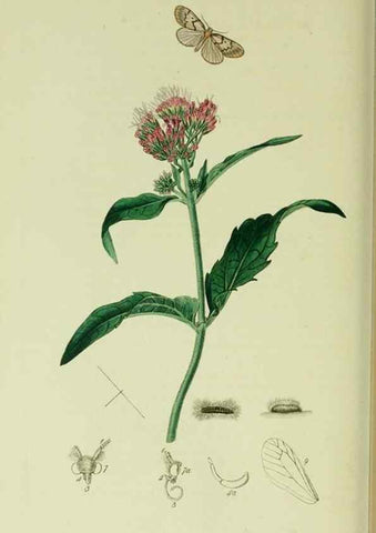 Reproducción/Reproduction 49640185603: British entomology :. London,Printed for the author,1823-1840 [i.e. 1840].. 