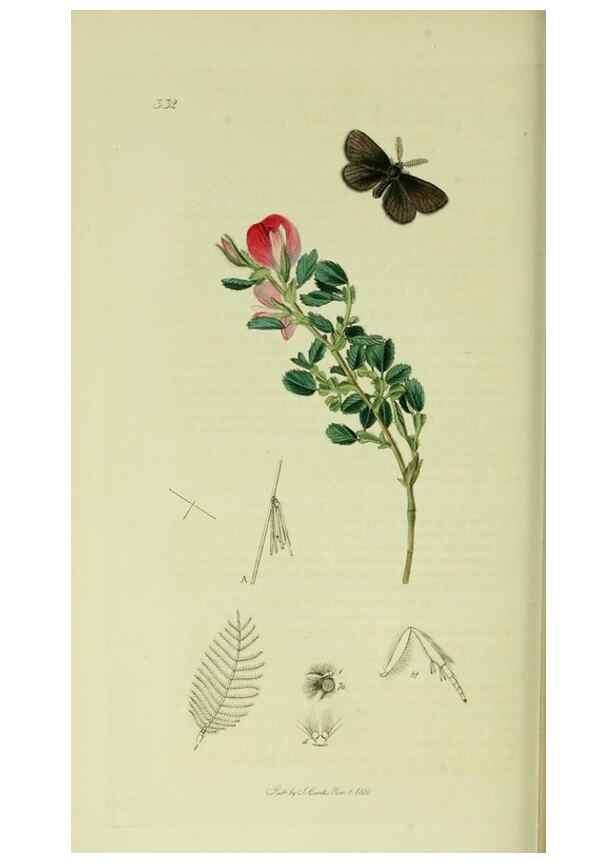 Reproducción/Reproduction 49640708571: British entomology :. London,Printed for the author,1823-1840 [i.e. 1840].. 