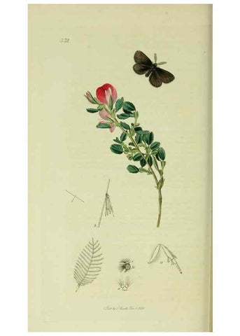 Reproducción/Reproduction 49640708571: British entomology :. London,Printed for the author,1823-1840 [i.e. 1840].. 