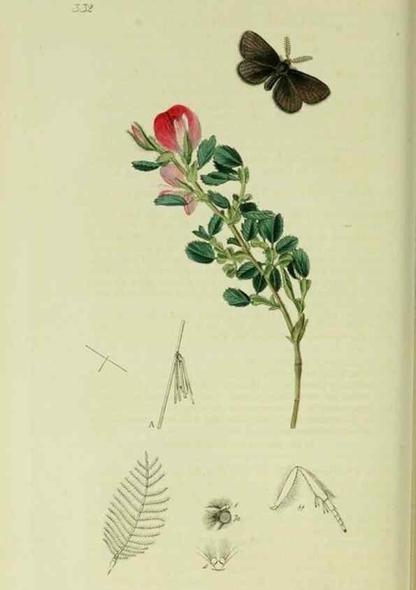 Reproducción/Reproduction 49640708571: British entomology :. London,Printed for the author,1823-1840 [i.e. 1840].. 