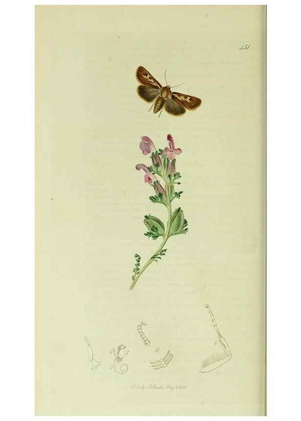 Reproducción/Reproduction 49640982272: British entomology :. London,Printed for the author,1823-1840 [i.e. 1840].. 