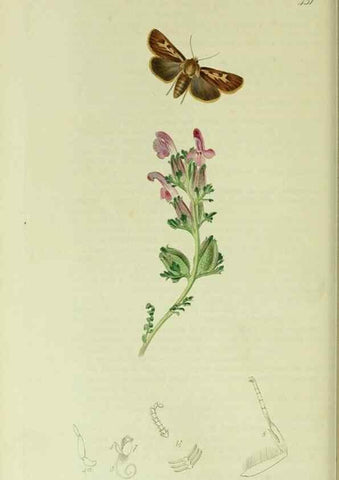 Reproducción/Reproduction 49640982272: British entomology :. London,Printed for the author,1823-1840 [i.e. 1840].. 