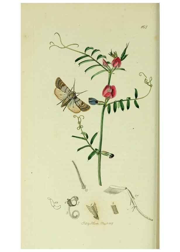 Reproducción/Reproduction 49640186328: British entomology :. London,Printed for the author,1823-1840 [i.e. 1840].. 
