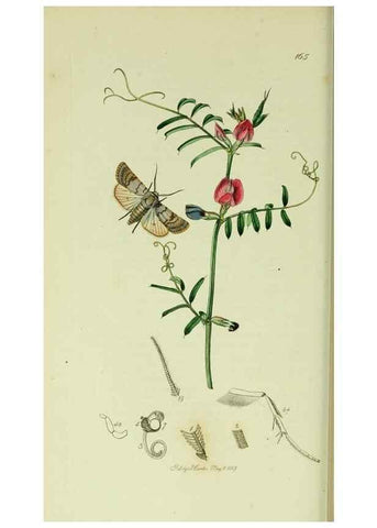 Reproducción/Reproduction 49640186328: British entomology :. London,Printed for the author,1823-1840 [i.e. 1840].. 