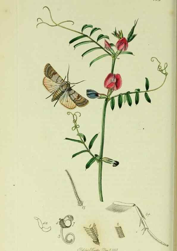 Reproducción/Reproduction 49640186328: British entomology :. London,Printed for the author,1823-1840 [i.e. 1840].. 