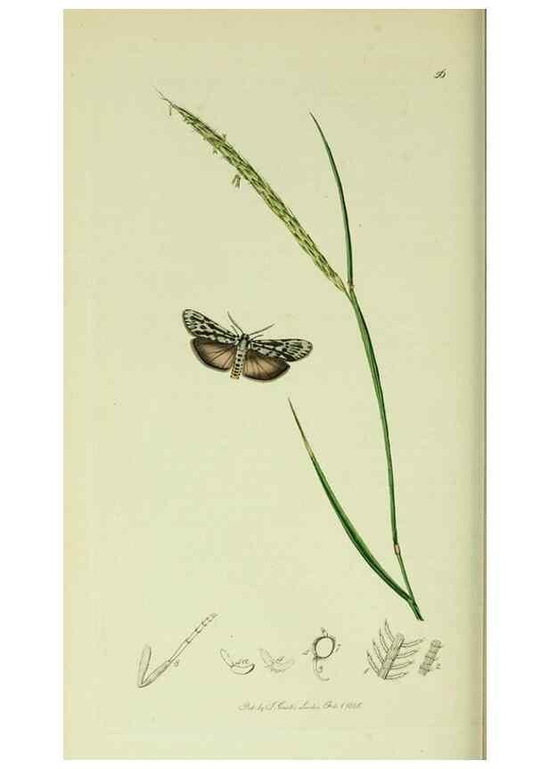 Reproducción/Reproduction 49640184158: British entomology :. London,Printed for the author,1823-1840 [i.e. 1840].. 