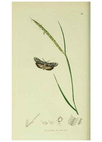 Reproducción/Reproduction 49640184158: British entomology :. London,Printed for the author,1823-1840 [i.e. 1840].. 