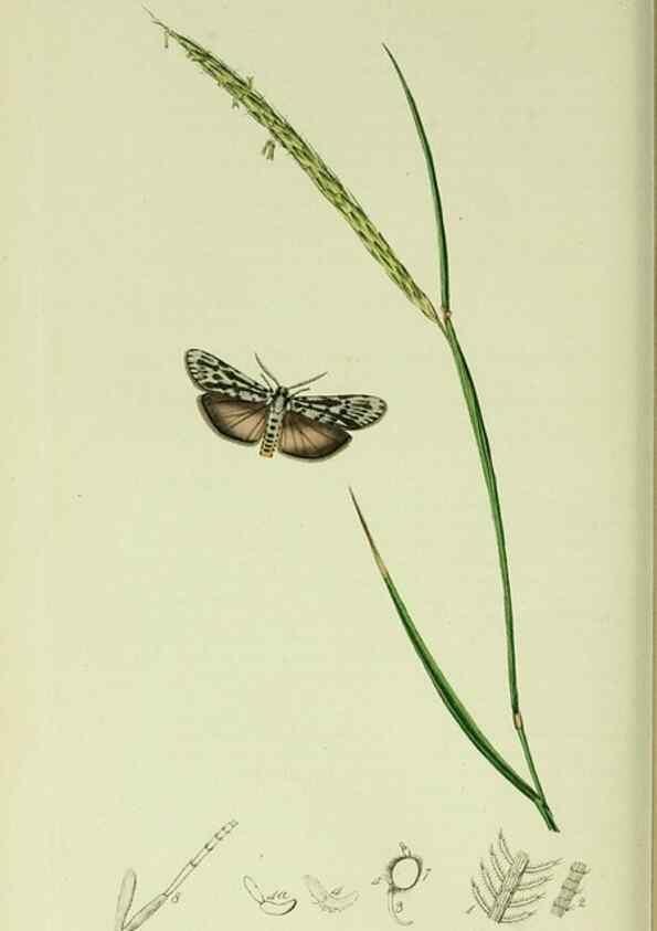 Reproducción/Reproduction 49640184158: British entomology :. London,Printed for the author,1823-1840 [i.e. 1840].. 