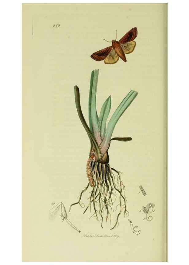 Reproducción/Reproduction 49640987892: British entomology :. London,Printed for the author,1823-1840 [i.e. 1840].. 