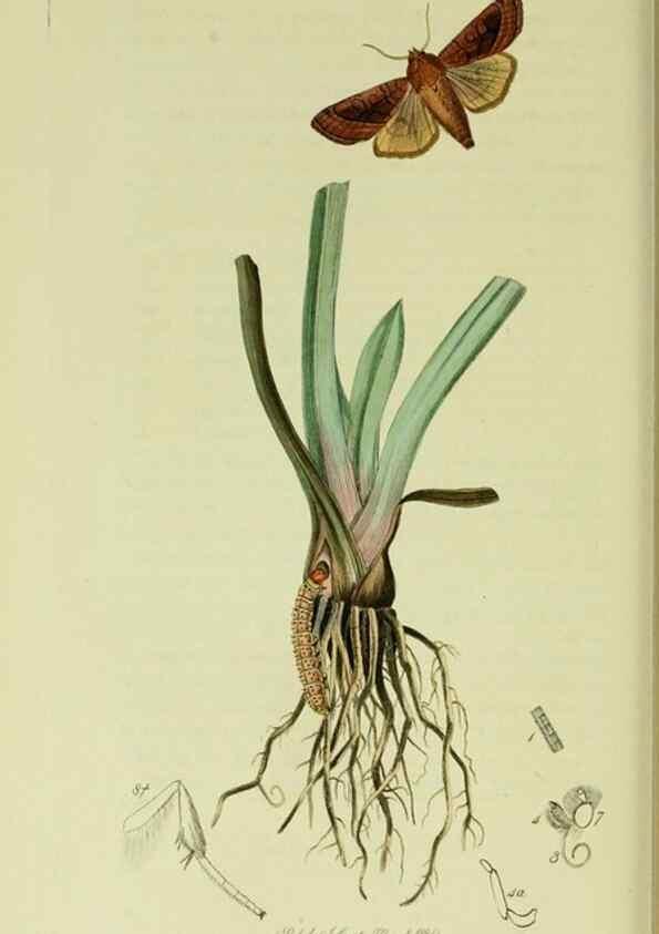 Reproducción/Reproduction 49640987892: British entomology :. London,Printed for the author,1823-1840 [i.e. 1840].. 