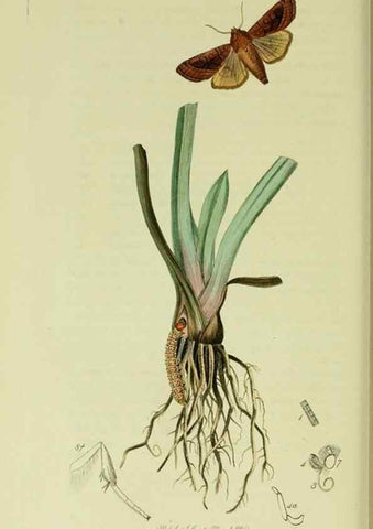 Reproducción/Reproduction 49640987892: British entomology :. London,Printed for the author,1823-1840 [i.e. 1840].. 