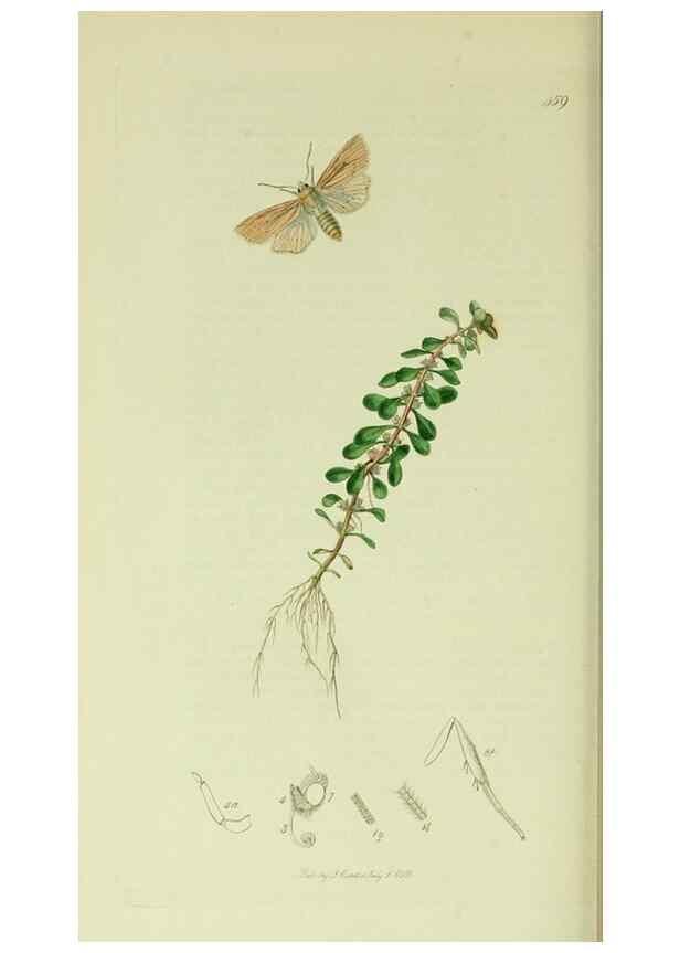 Reproducción/Reproduction 49640715001: British entomology :. London,Printed for the author,1823-1840 [i.e. 1840].. 