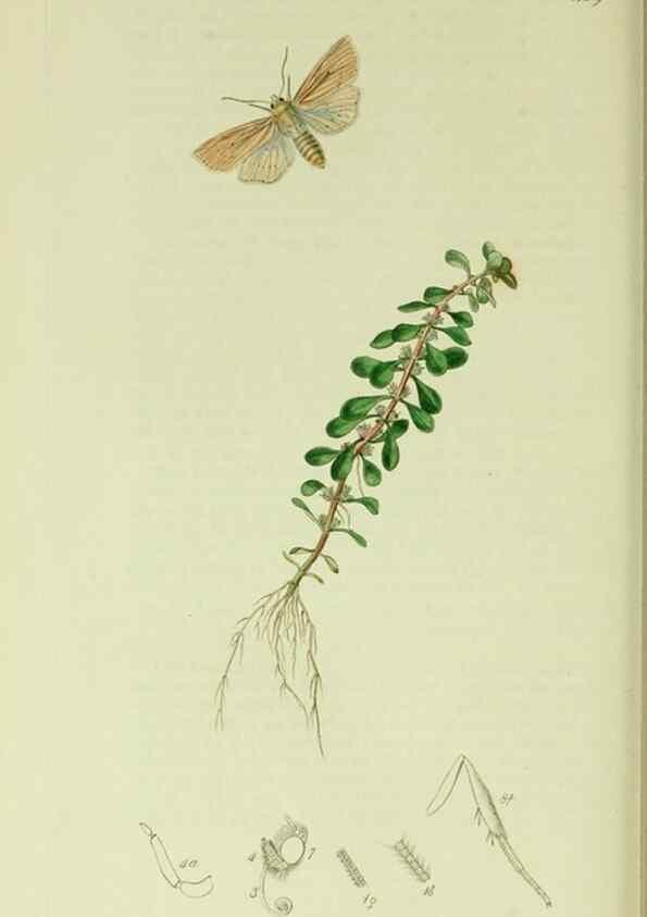Reproducción/Reproduction 49640715001: British entomology :. London,Printed for the author,1823-1840 [i.e. 1840].. 