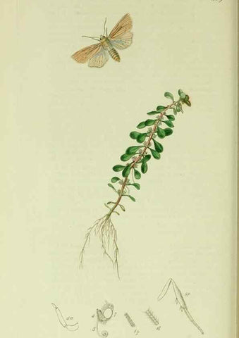 Reproducción/Reproduction 49640715001: British entomology :. London,Printed for the author,1823-1840 [i.e. 1840].. 
