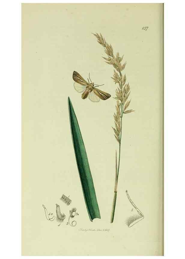 Reproducción/Reproduction 49640988432: British entomology :. London,Printed for the author,1823-1840 [i.e. 1840].. 