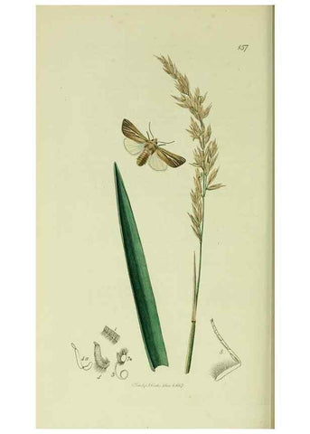 Reproducción/Reproduction 49640988432: British entomology :. London,Printed for the author,1823-1840 [i.e. 1840].. 