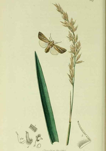 Reproducción/Reproduction 49640988432: British entomology :. London,Printed for the author,1823-1840 [i.e. 1840].. 