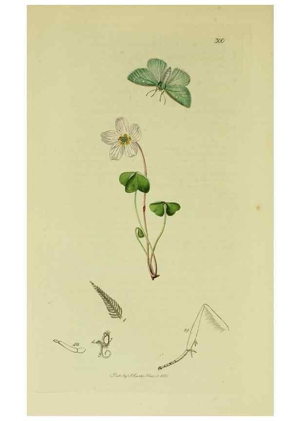 Reproducción/Reproduction 49640257093: British entomology :. London,Printed for the author,1823-1840 [i.e. 1840].. 