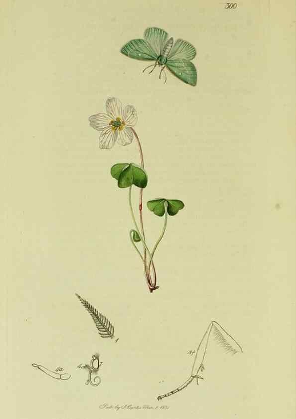 Reproducción/Reproduction 49640257093: British entomology :. London,Printed for the author,1823-1840 [i.e. 1840].. 
