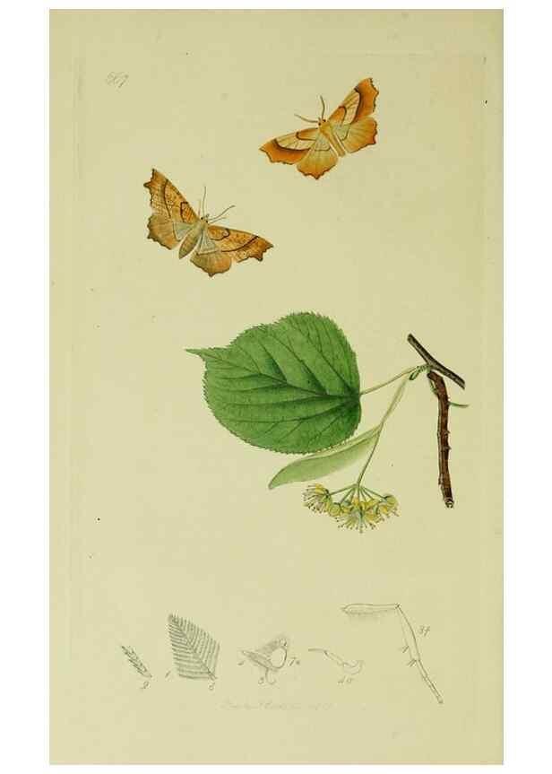 Reproducción/Reproduction 49640779696: British entomology :. London,Printed for the author,1823-1840 [i.e. 1840].. 