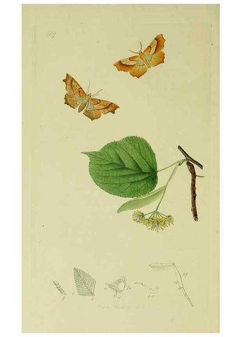 Reproducción/Reproduction 49640779696: British entomology :. London,Printed for the author,1823-1840 [i.e. 1840].. 