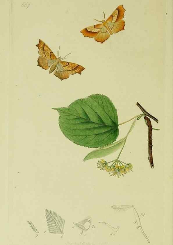 Reproducción/Reproduction 49640779696: British entomology :. London,Printed for the author,1823-1840 [i.e. 1840].. 