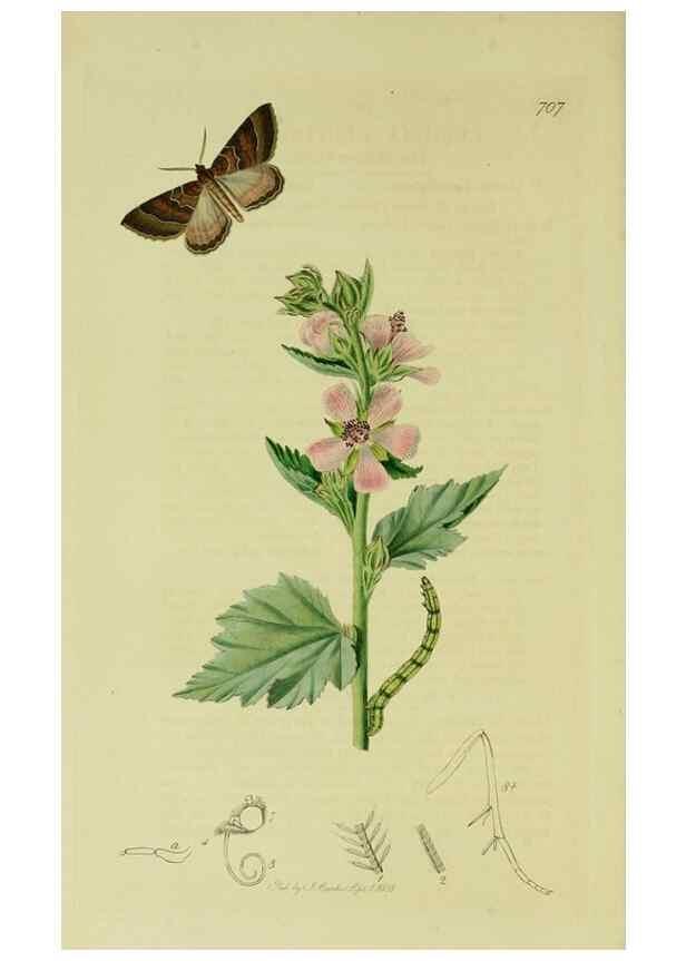 Reproducción/Reproduction 49640780106: British entomology :. London,Printed for the author,1823-1840 [i.e. 1840].. 