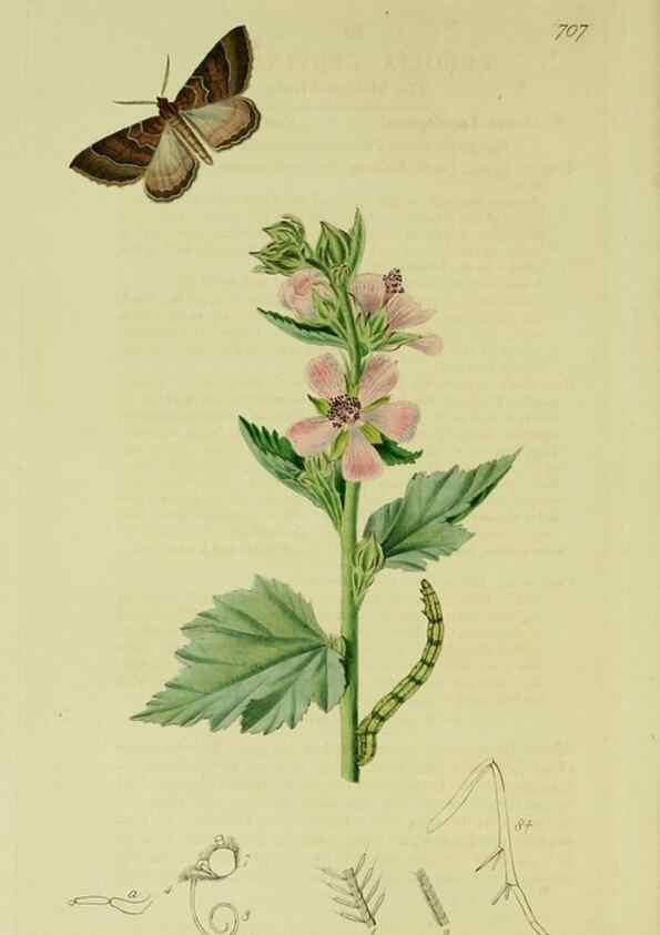 Reproducción/Reproduction 49640780106: British entomology :. London,Printed for the author,1823-1840 [i.e. 1840].. 
