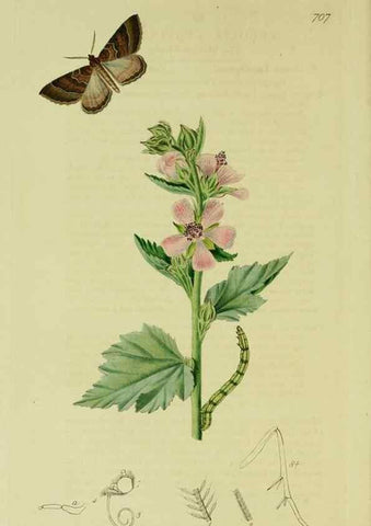 Reproducción/Reproduction 49640780106: British entomology :. London,Printed for the author,1823-1840 [i.e. 1840].. 