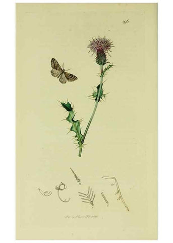 Reproducción/Reproduction 49641053842: British entomology :. London,Printed for the author,1823-1840 [i.e. 1840].. 