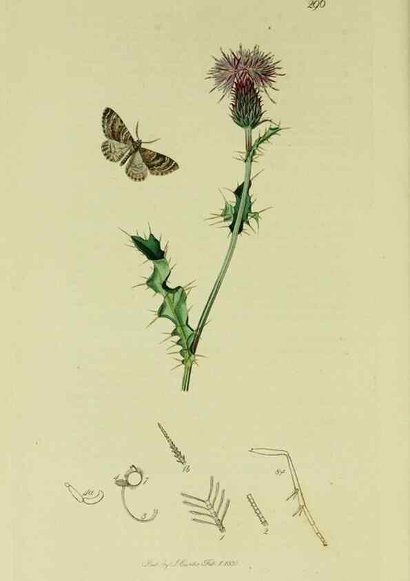 Reproducción/Reproduction 49641053842: British entomology :. London,Printed for the author,1823-1840 [i.e. 1840].. 