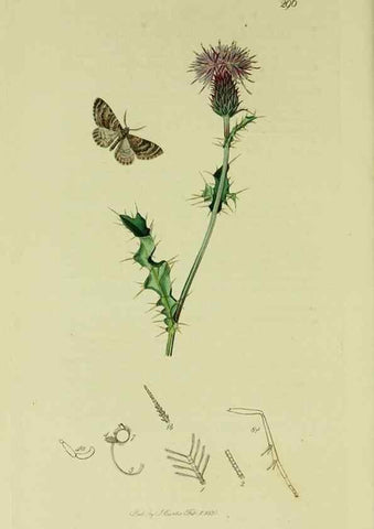 Reproducción/Reproduction 49641053842: British entomology :. London,Printed for the author,1823-1840 [i.e. 1840].. 
