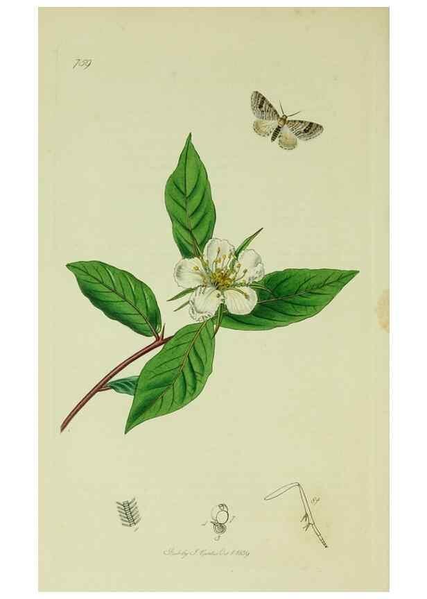 Reproducción/Reproduction 49640258413: British entomology :. London,Printed for the author,1823-1840 [i.e. 1840].. 