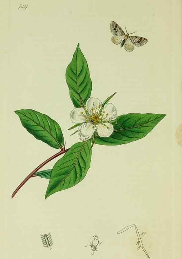 Reproducción/Reproduction 49640258413: British entomology :. London,Printed for the author,1823-1840 [i.e. 1840].. 