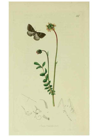 Reproducción/Reproduction 49641054542: British entomology :. London,Printed for the author,1823-1840 [i.e. 1840].. 
