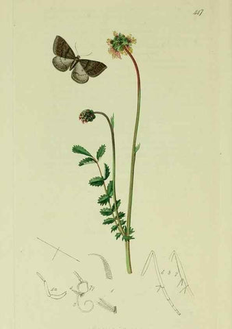 Reproducción/Reproduction 49641054542: British entomology :. London,Printed for the author,1823-1840 [i.e. 1840].. 