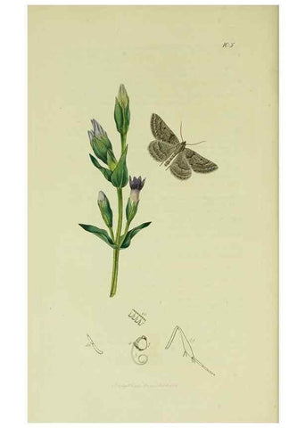 Reproducción/Reproduction 49640781576: British entomology :. London,Printed for the author,1823-1840 [i.e. 1840].. 