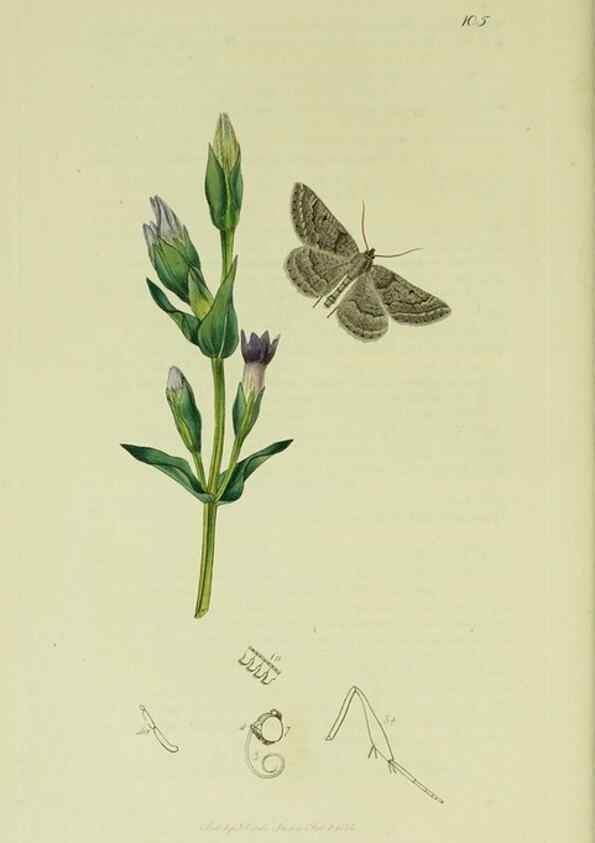 Reproducción/Reproduction 49640781576: British entomology :. London,Printed for the author,1823-1840 [i.e. 1840].. 