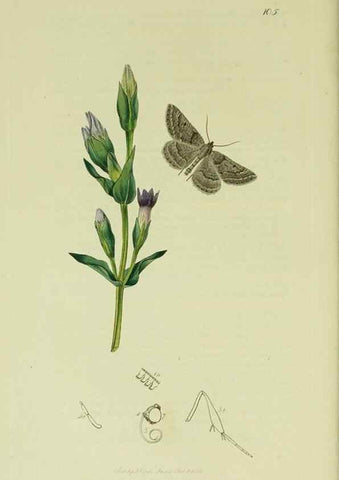 Reproducción/Reproduction 49640781576: British entomology :. London,Printed for the author,1823-1840 [i.e. 1840].. 