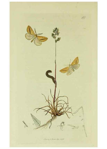 Reproducción/Reproduction 49640778876: British entomology :. London,Printed for the author,1823-1840 [i.e. 1840].. 