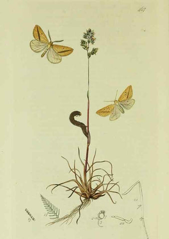 Reproducción/Reproduction 49640778876: British entomology :. London,Printed for the author,1823-1840 [i.e. 1840].. 
