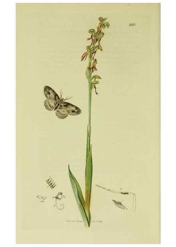 Reproducción/Reproduction 49640259598: British entomology :. London,Printed for the author,1823-1840 [i.e. 1840].. 